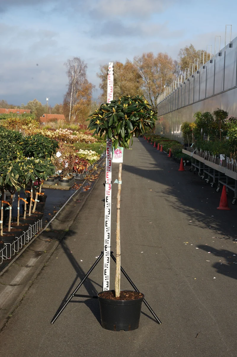Rhododendron (Y) 'Kalinka' 120 cm stam C25 (25 liters kruka)
