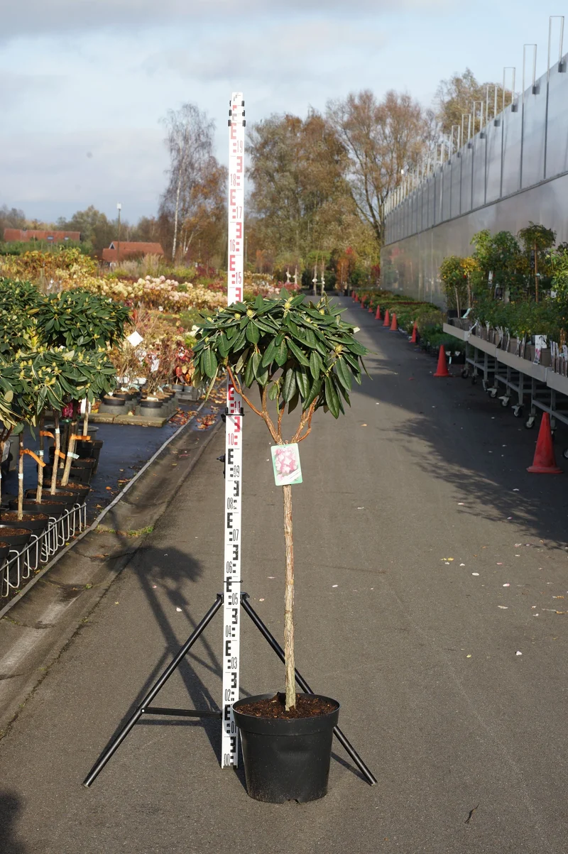 Rhododendron (Y) 'Fantastica' 80 cm stam C15 (15 liters kruka)