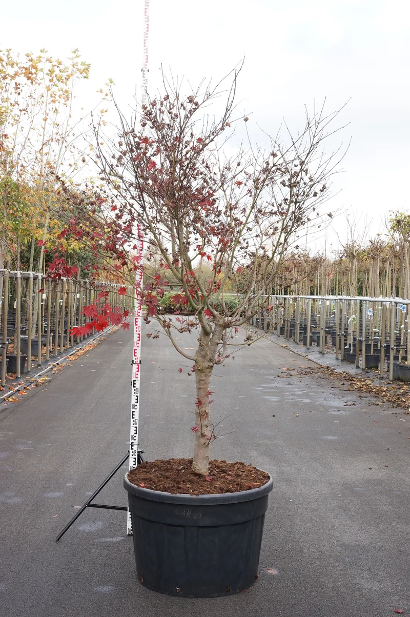 Acer palmatum 'Fireglow' C230 (230 liters kruka) 175-200 cm