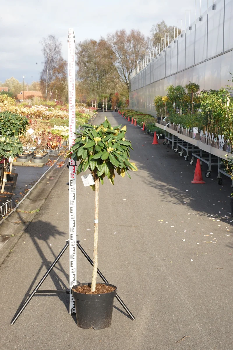 Acer jap. 'Green Cascade' C230 (230 liters kruka) 175-200 cm