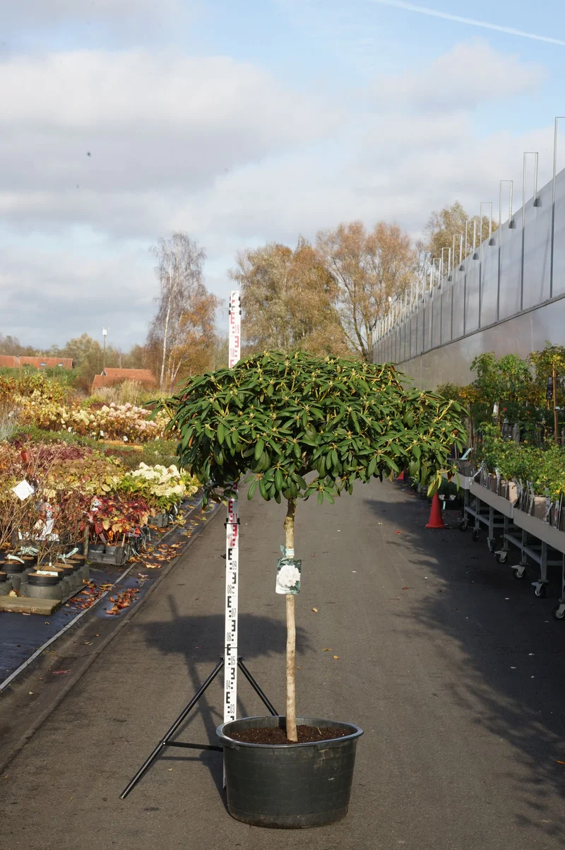 Rhododendron (Y) 'Schneekrone' 100 cm stam C65 (65 liters kruka)