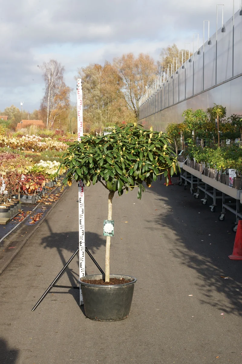 Rhododendron (Y) 'Schneekrone' 80 cm stam C45 (45 liters kruka)