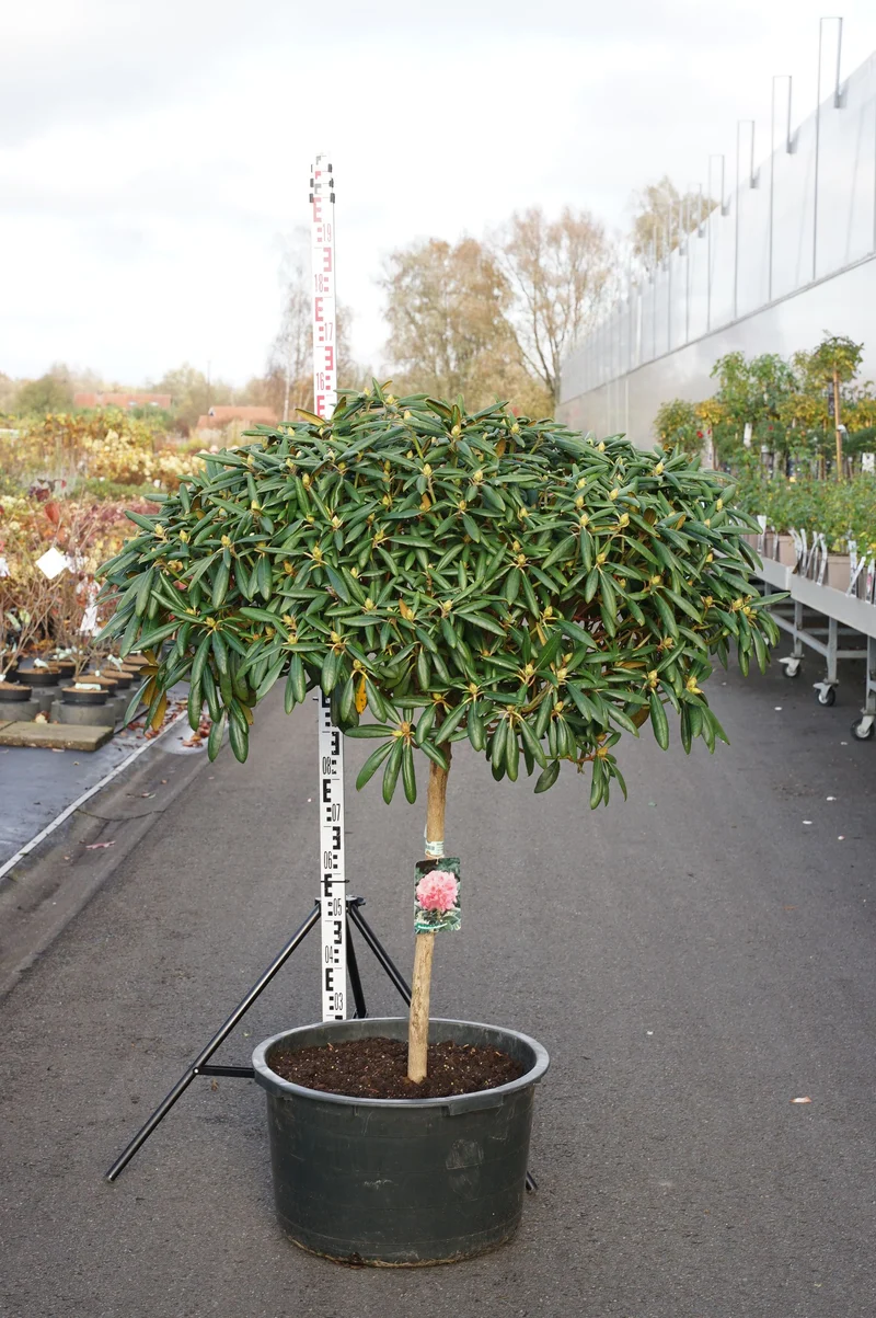 Rhododendron (Y) 'Kalinka' stam 100 cm C65 (65 liters kruka)