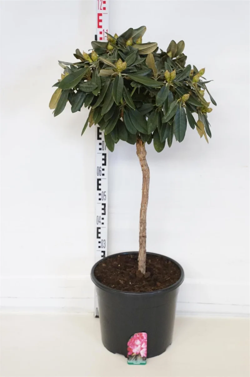 Rhododendron (Y) 'Fantastica' C15 (15 liters kruka) 40-50 cm