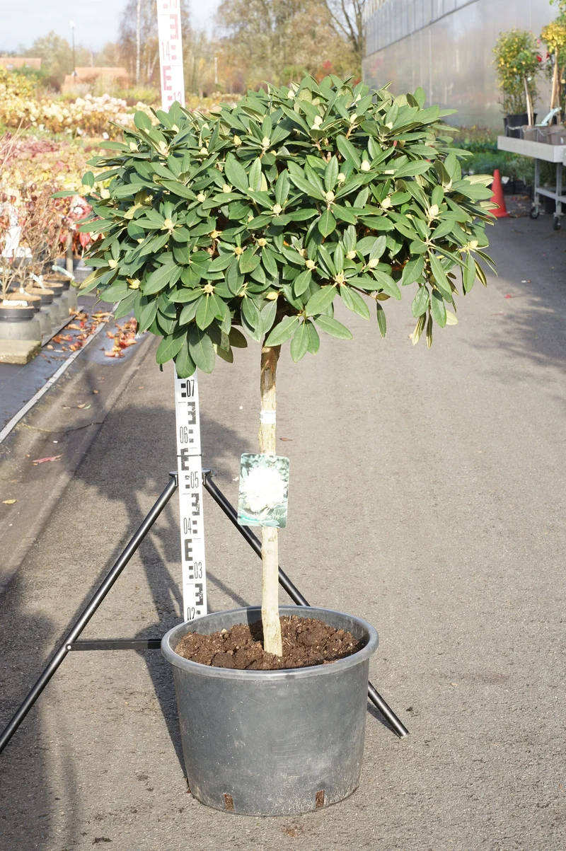 Rhododendron (Y) 'Dreamland' 70 cm stam C35 (35 liters kruka)