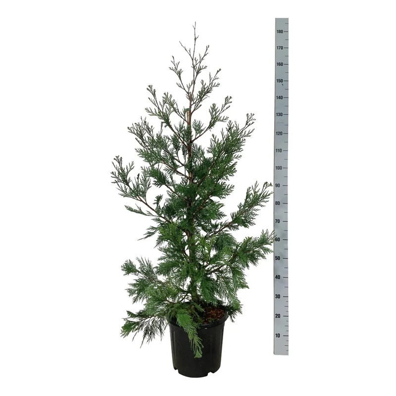 Calocedrus decurrens 'Pillar' C15 (15 liters kruka) 100-125 cm