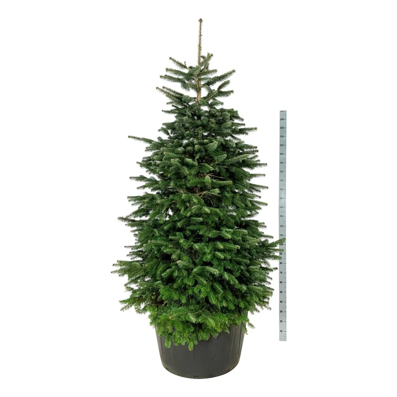 Abies nordmanniana 225-250 cm C285 (285 liters kruka) Solitär