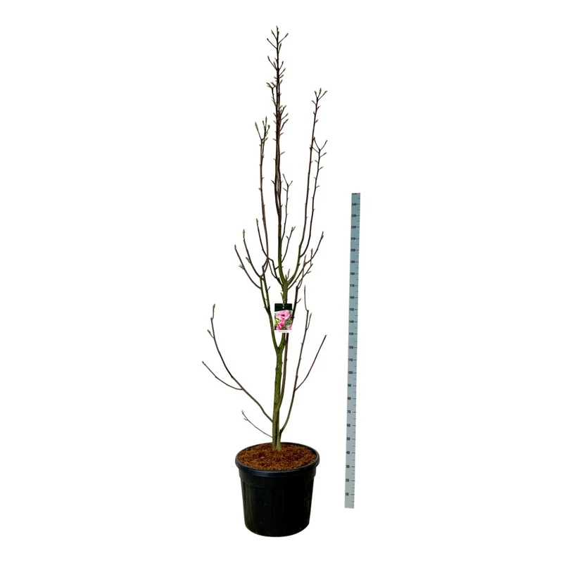 Magnolia 'Watermelon'® C90 (90 liters kruka) 250-300 cm EXTRA