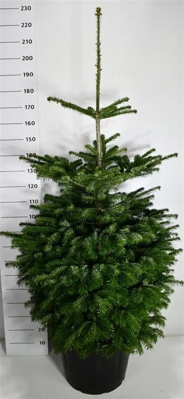 Abies nordmanniana C65 (65 liters kruka) 175-200 cm