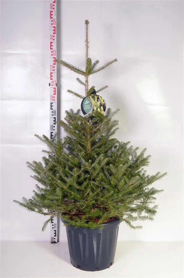 Abies koreana C25 (25 liters kruka) 80-100 cm