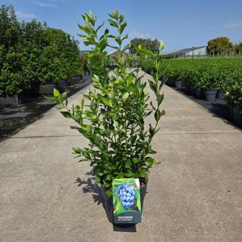 Vaccinium cor. 'Goldtraube 71' C10 (10 liters kruka) 50-60 cm