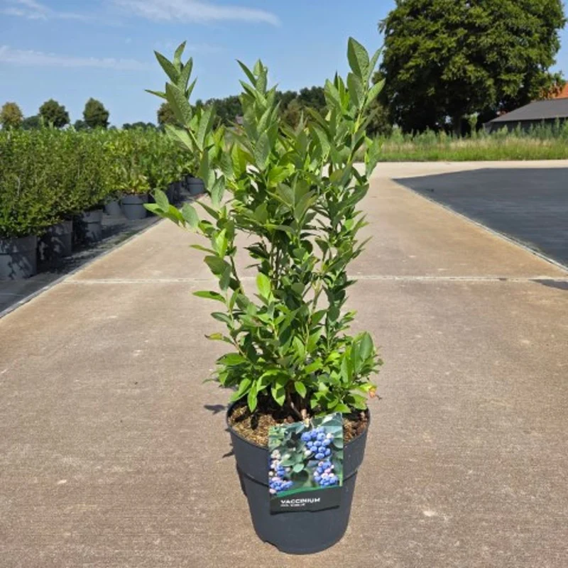Vaccinium cor. 'Emblue' C10 (10 liters kruka) 50-60 cm