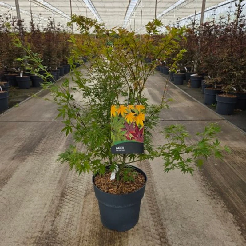 Acer palmatum 'Wilson's Pink Dwarf' C12 (12 liters kruka) 60-80 cm