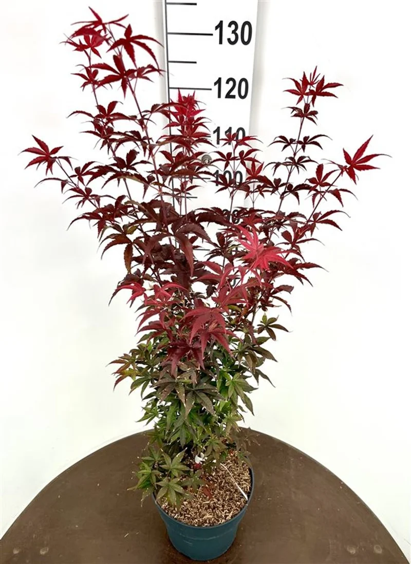 Acer palmatum 'Twombly's Red Sentinel' C12 (12 liters kruka) 60-80 cm