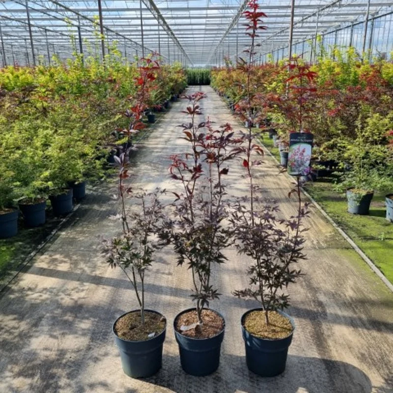 Acer palmatum 'Red Emperor' 60-80 cm C12 (12 liters kruka)