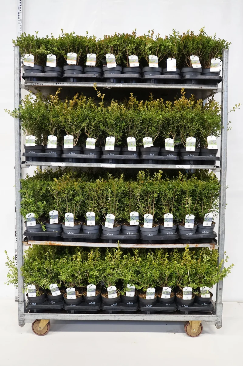 BetterBuxus® i sorter C1 (1 liters kruka) 20–25 cm