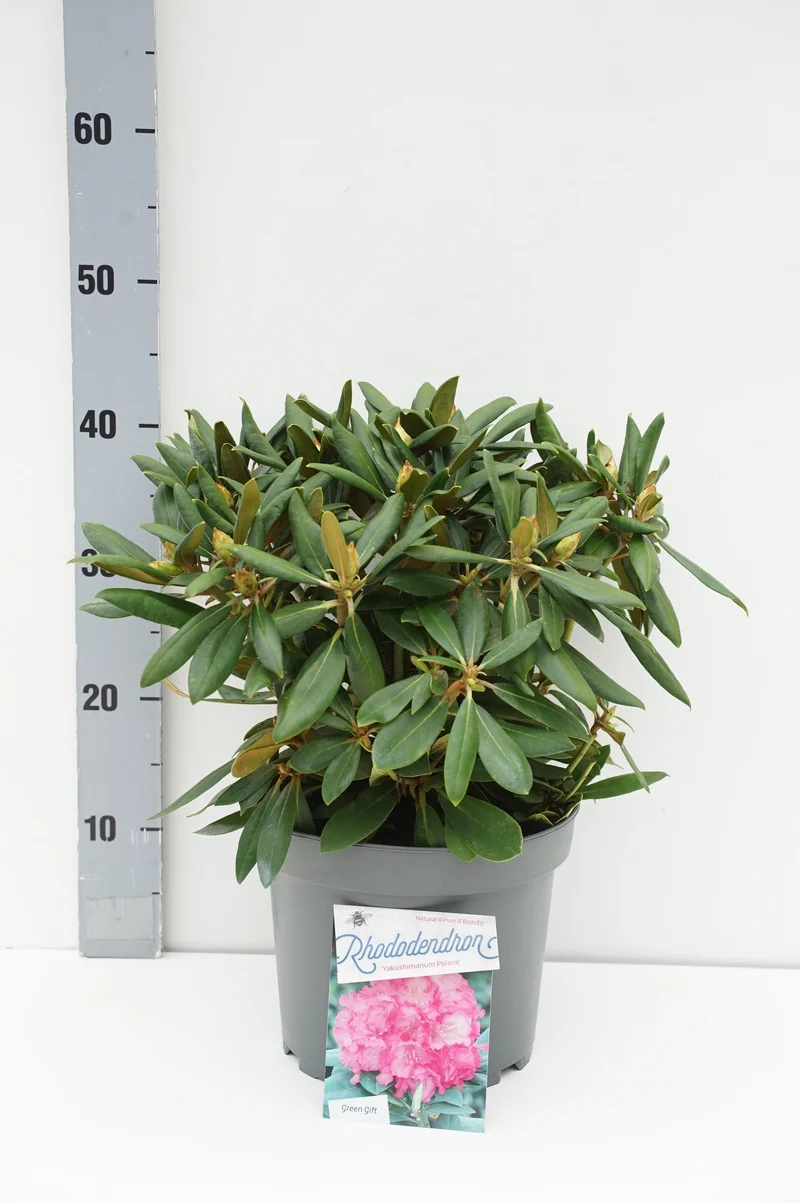 Rhododendron (Y) 'Polaris' C5 (5 liters kruka) 25-30 cm