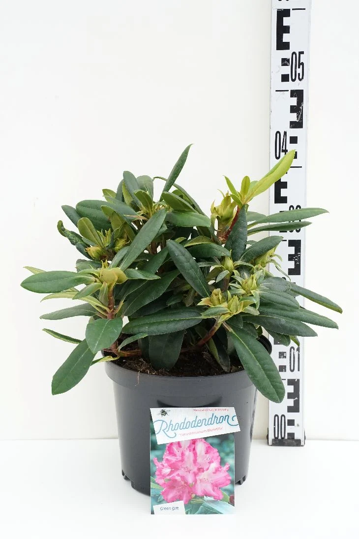 Rhododendron (Y) 'Blurettia' C5 (5 liters kruka) 30+ cm