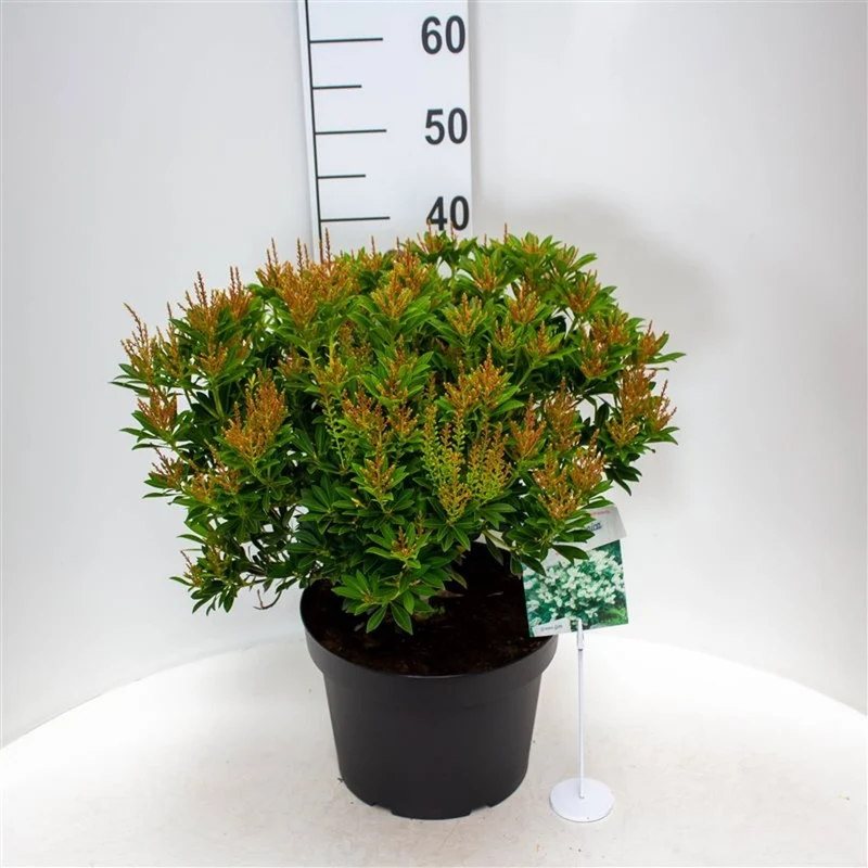 Pieris japonica 'Purity' C10 (10 liters kruka) 40-50 cm