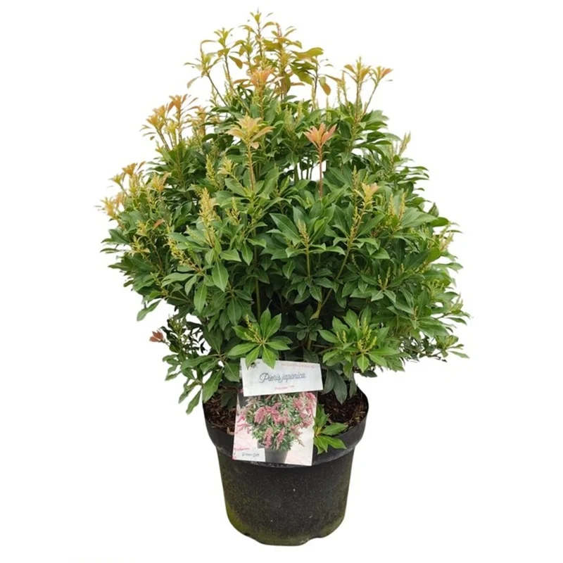 Pieris japonica 'Passion' C10 (10 liters kruka) 40-50 cm