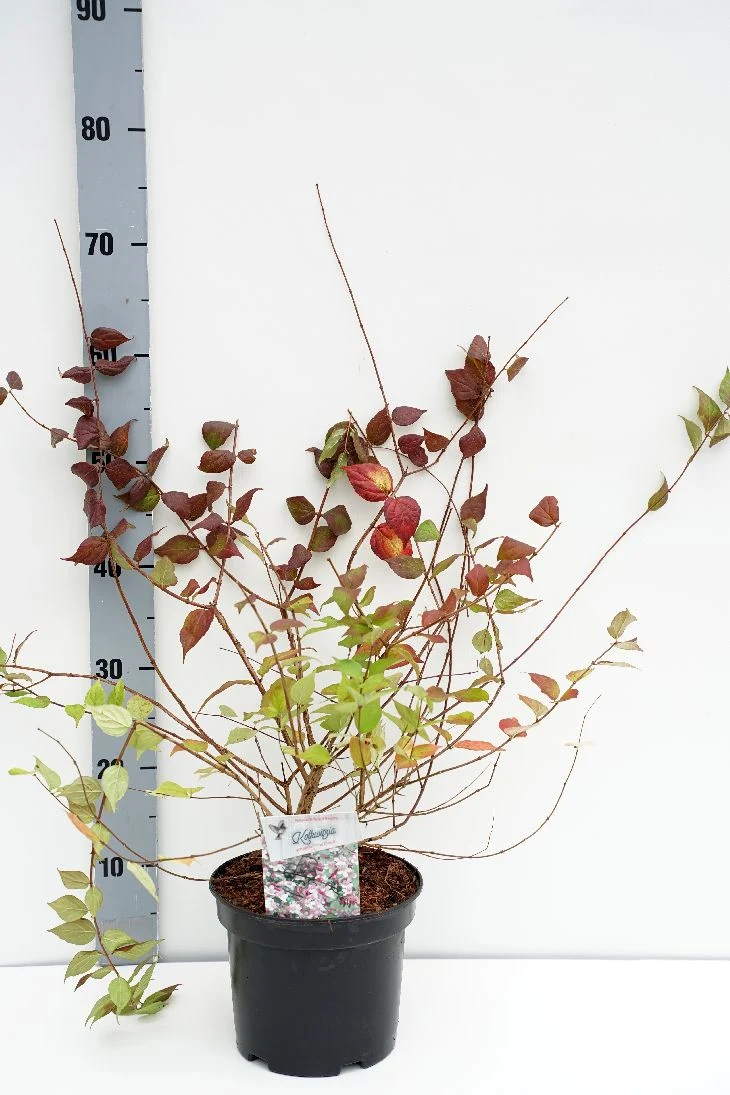 Kolkwitzia amabilis 'Pink Cloud' C3 (3 liters kruka) 30-40 cm