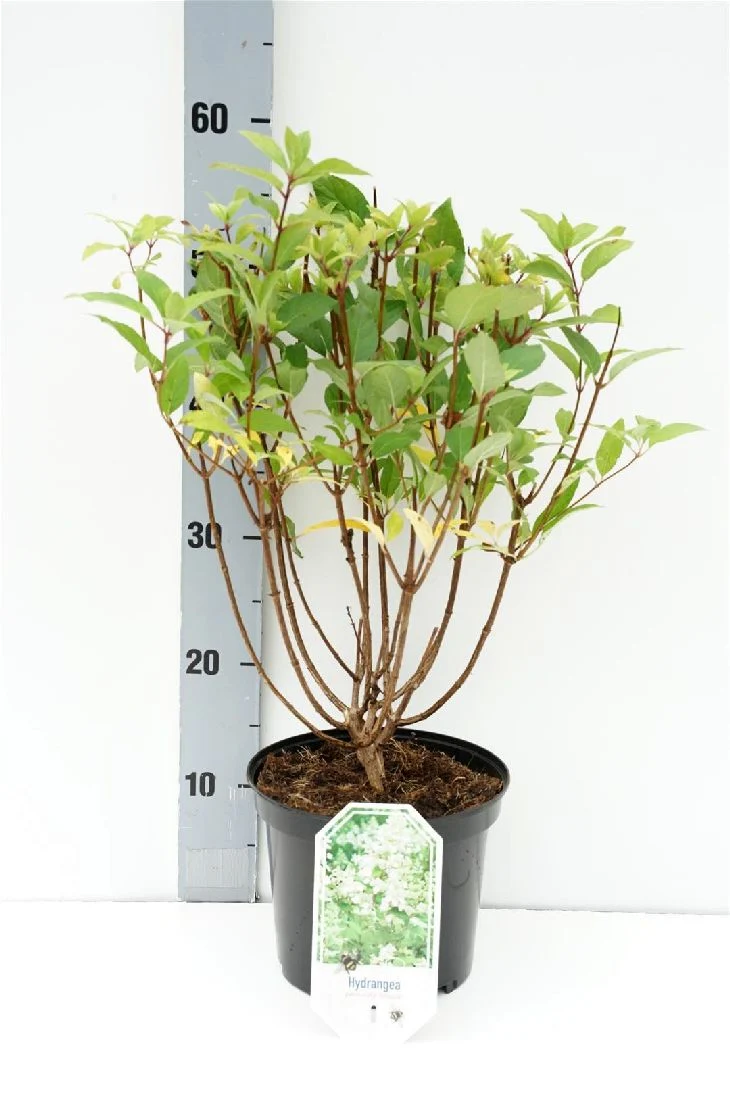 Hydrangea pan. 'Unique' C3 (3 liters kruka) 30-40 cm
