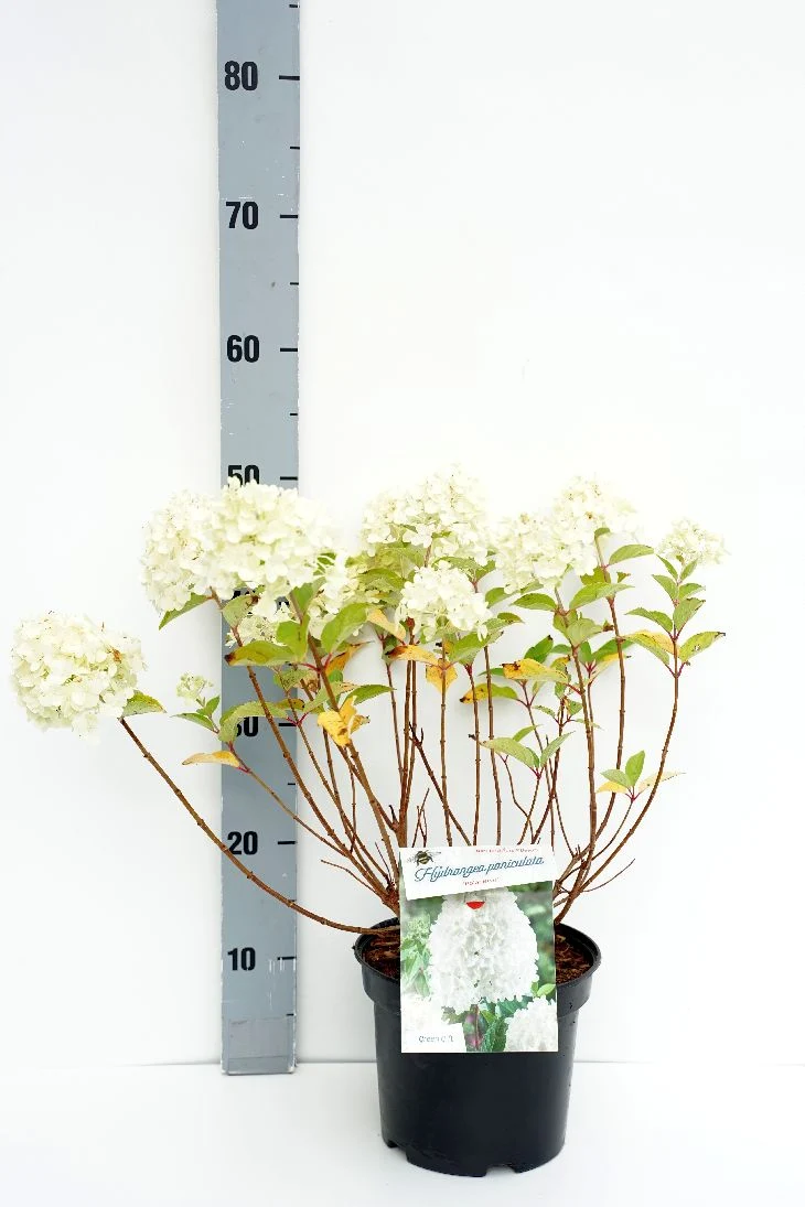 Hydrangea pan. 'Polar Bear' C3 (3 liters kruka) / 19 cm kruka 30-40 cm