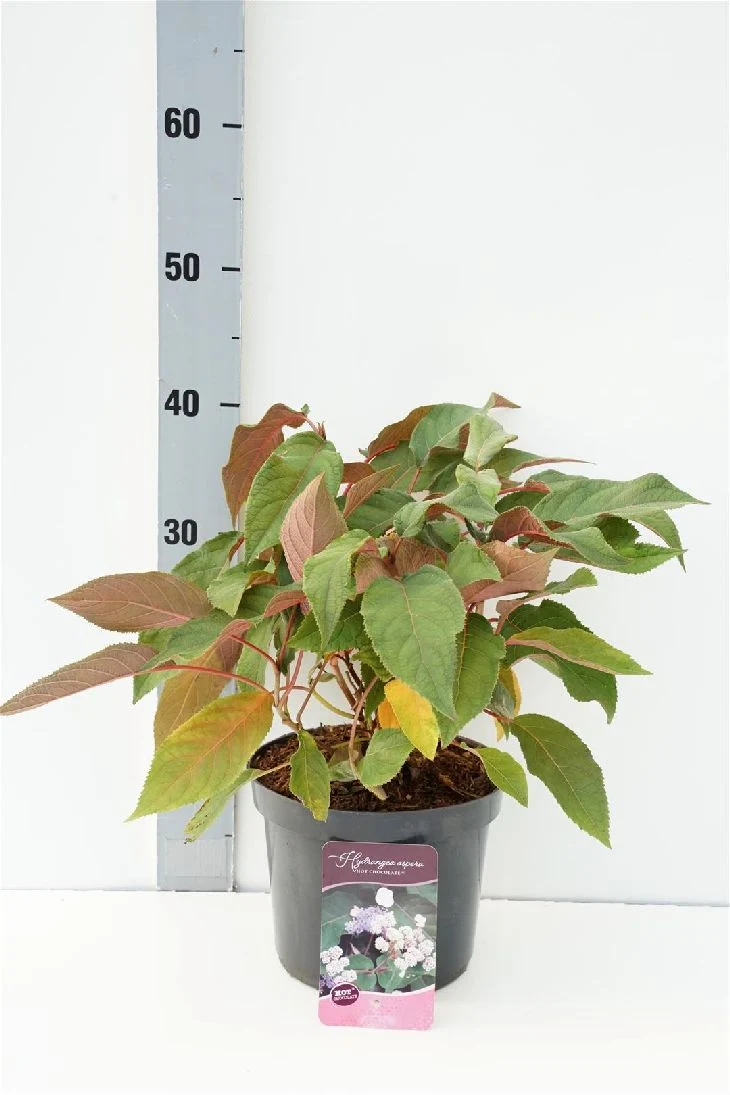 Hydrangea aspera 'Hot Chocolate' 25-30 cm - C3 (3 liters kruka) / 19 cm kruka