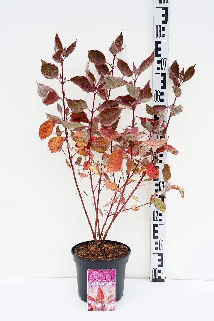 Cornus alba 'Miracle'® C3 (3 liters kruka) 30-40 cm