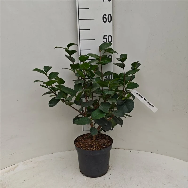 Camellia j. 'Triomphant' C3 (3 liters kruka) 30-40 cm