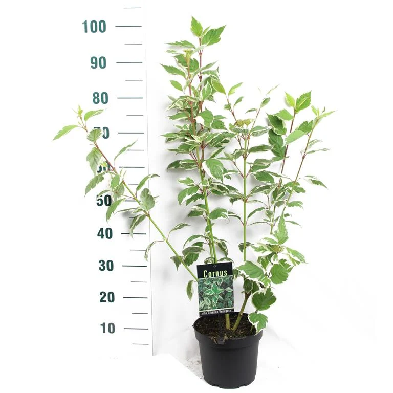Cornus alba 'Sibirica Variegata' C3 (3 liters kruka) 40-50 cm