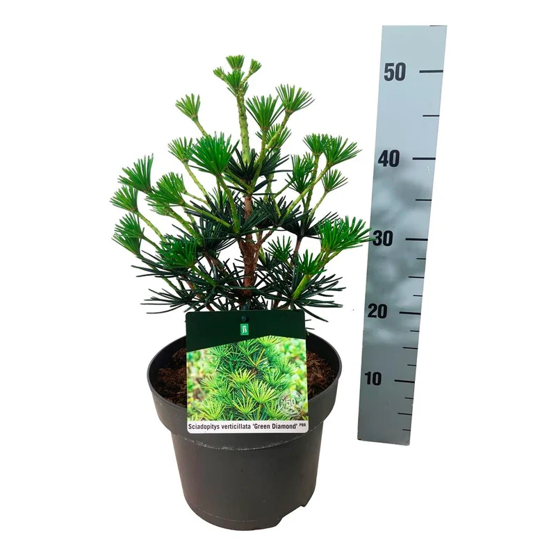 Sciadopitys vert. 'Green Diamond' C5 (5 liters kruka) 30-40 cm