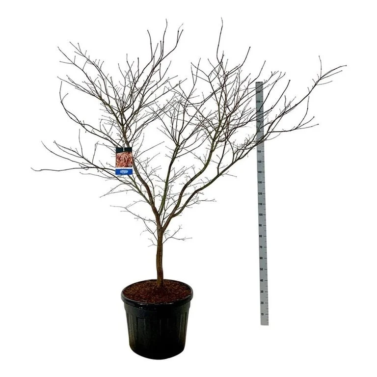 Acer 'North Wind'® (Jack Frost) C90 (90 liters kruka) 200-225 cm EXTRA