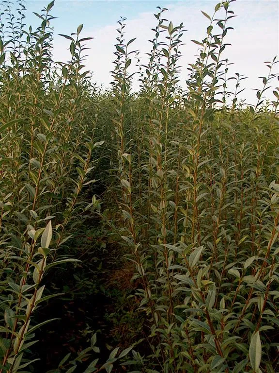 Ligustrum vulgare 0+1 15-30 cm