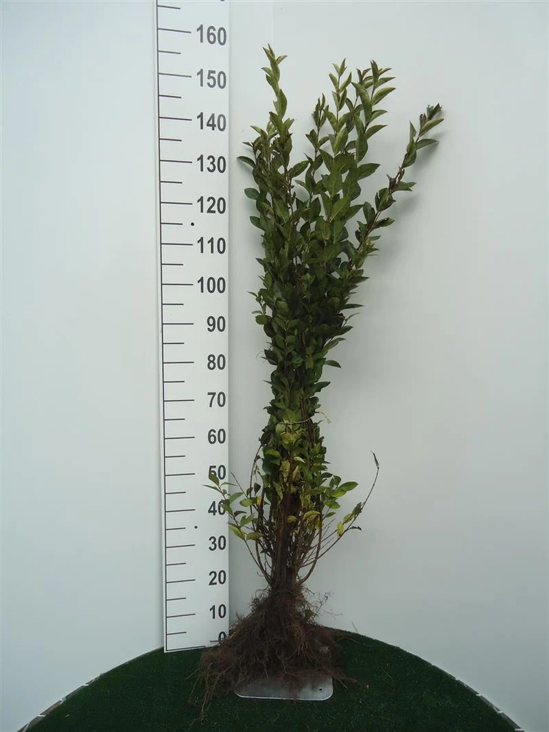 Ligustrum ovalifolium 80-100 cm (0+2)