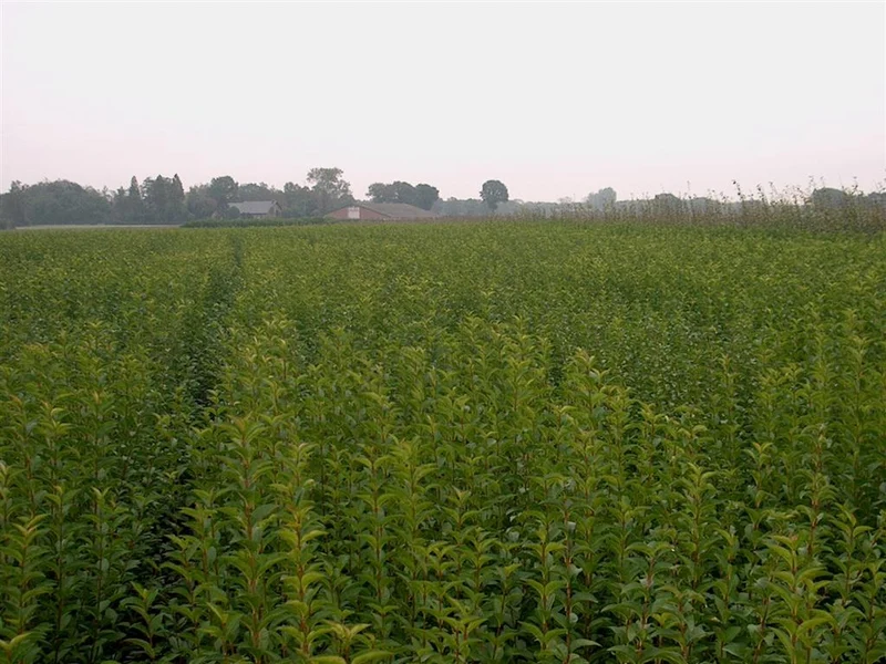 Ligustrum ovalifolium 60-100 cm (0+2)