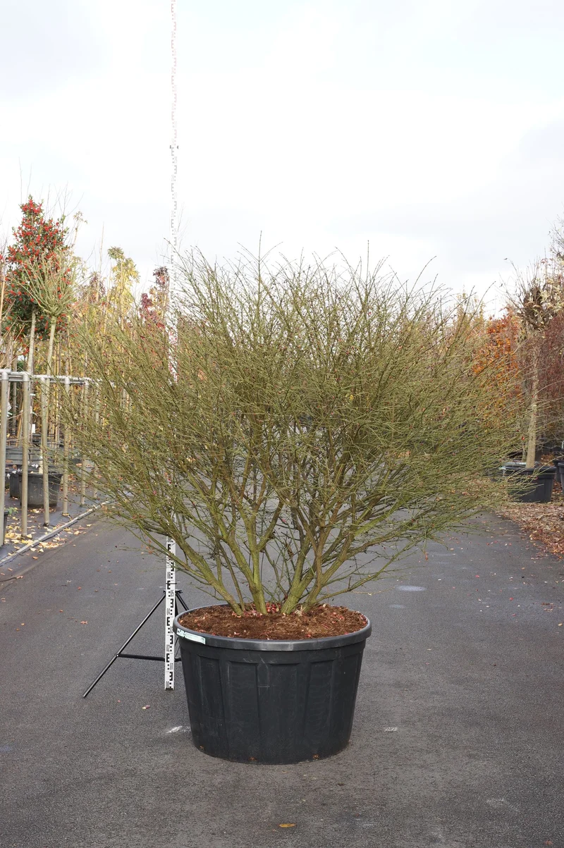 Euonymus alatus 'Compactus' C285 (285 liters kruka) 175-200 cm Solitär
