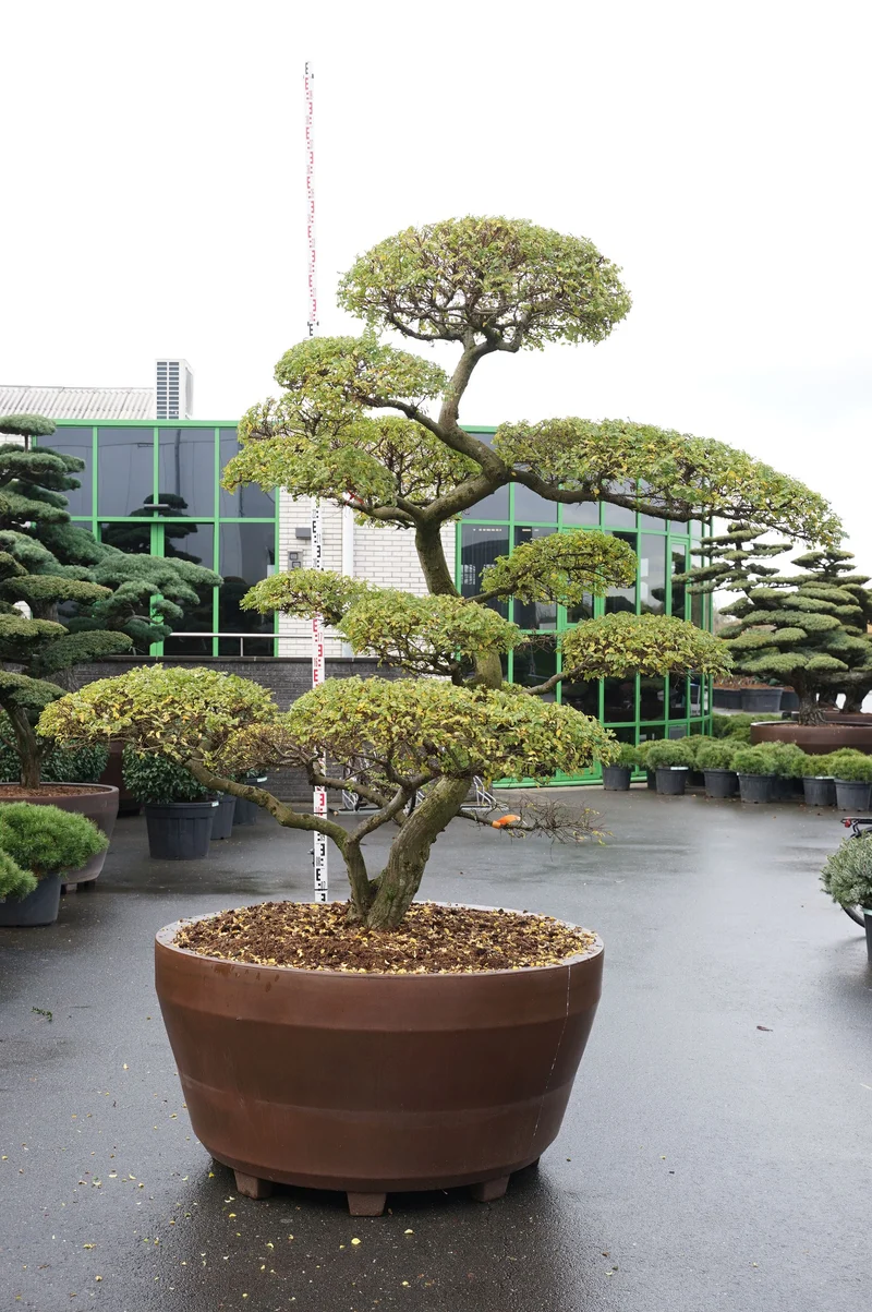 Ulmus minor 'Jacqueline Hillier' Bonsai 225+ cm i kruka