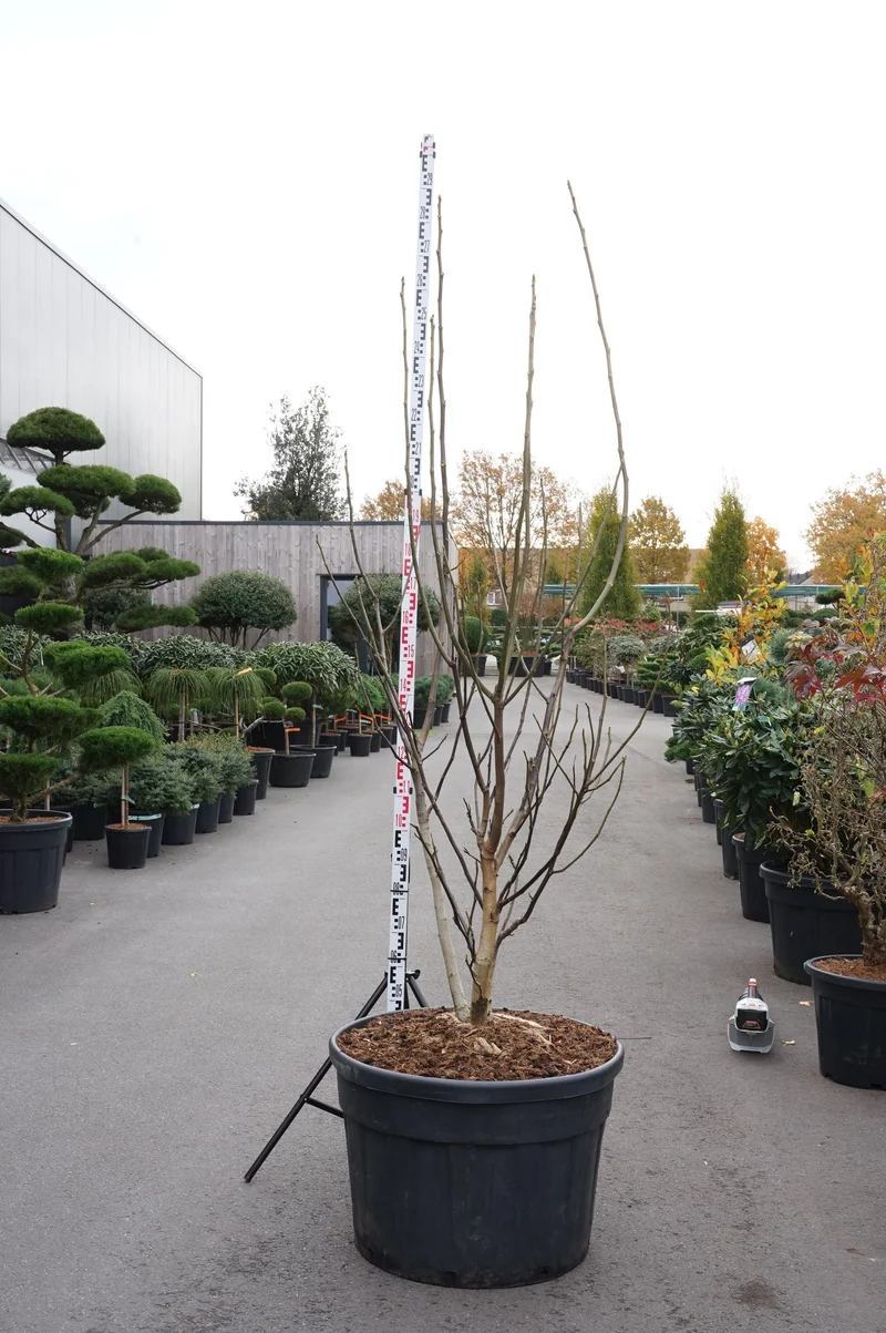 Juglans regia C180 (180 liters kruka) 250+ cm flerstammig