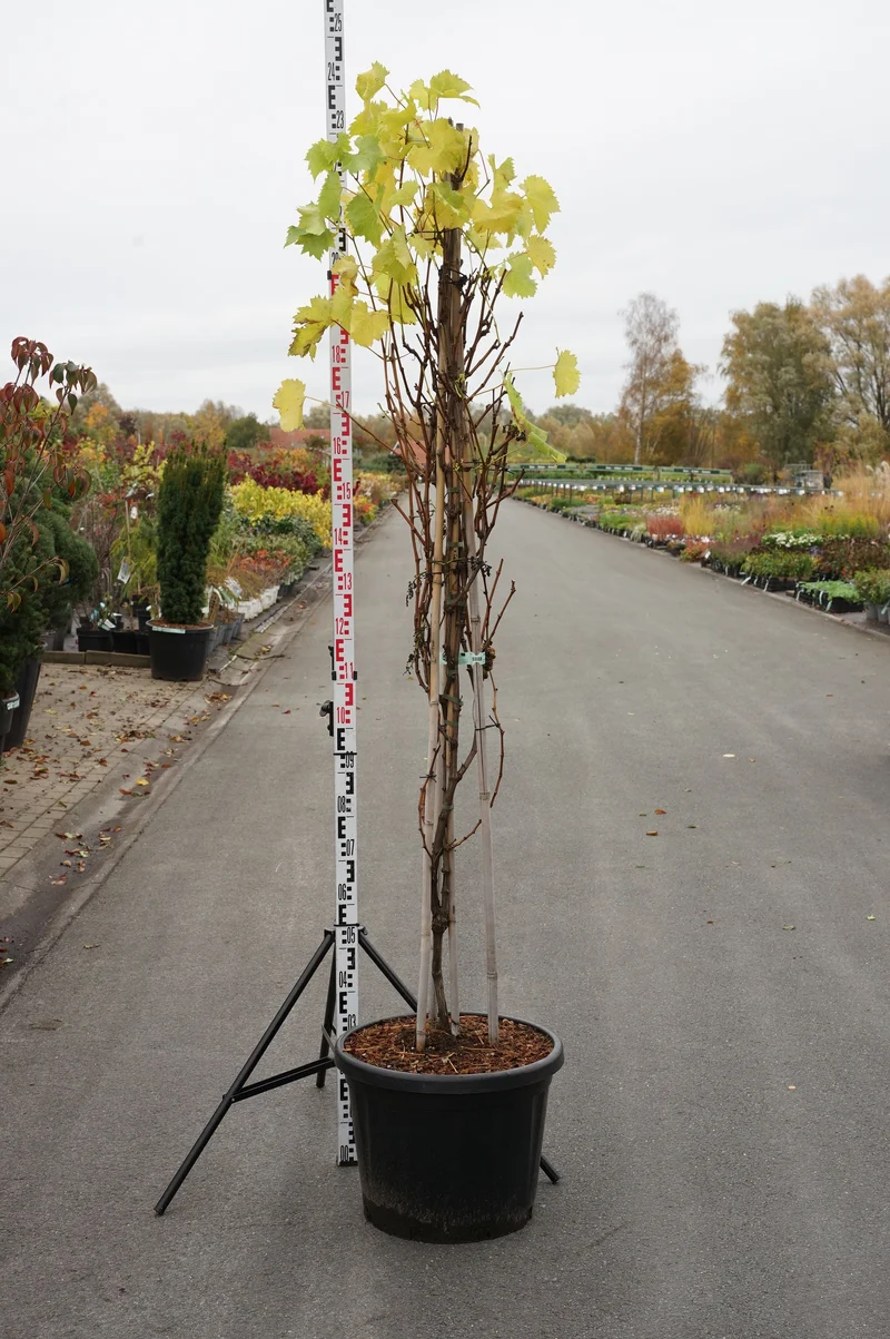 Vitis 'Bianca' C45 (45 liters kruka) 200+ cm