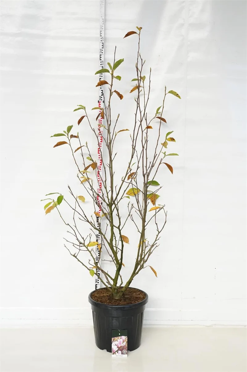 Magnolia soulangeana C55 (55 liters kruka) 175-200 cm Extra