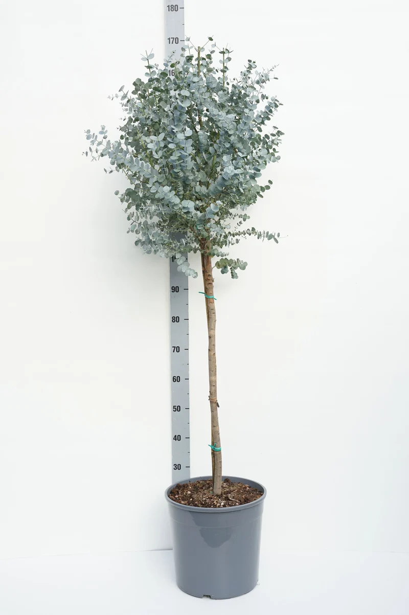 Eucalyptus gunnii 'Azura' 60 cm stam C18 (18 liters kruka)