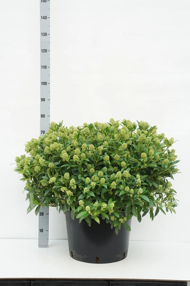 Skimmia japonica 'Winnie's Dwarf' C40 (40 liters kruka) 80-100 cm