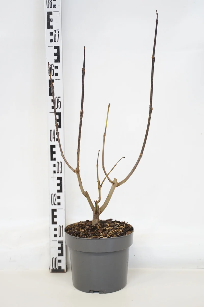 Catalpa erub. 'Purpurea' C4 (4 liters kruka) 60-80 cm