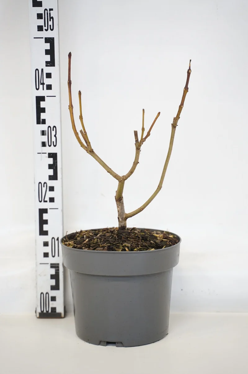 Catalpa bignonioides 'Aurea' C4 (4 liters kruka) 60-80 cm
