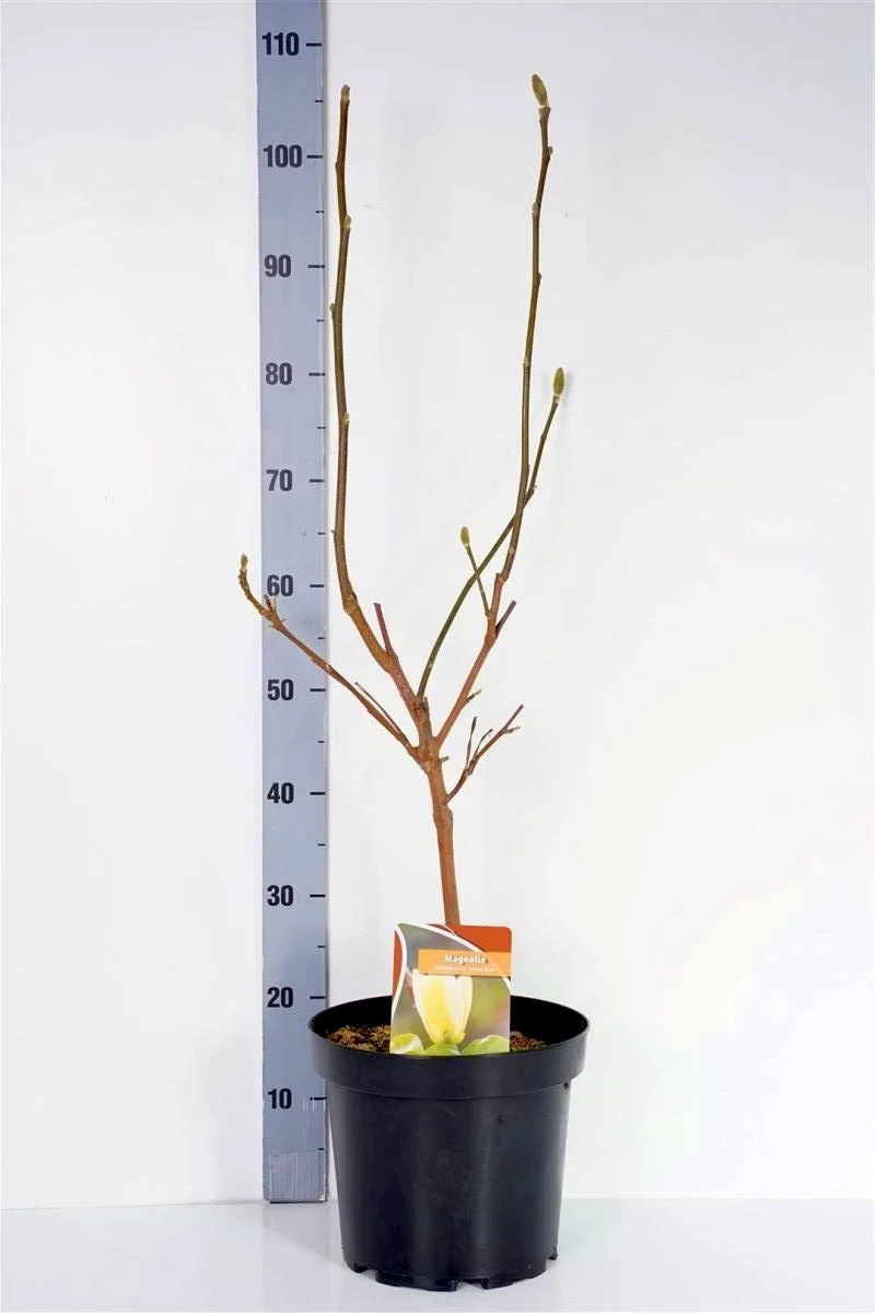 Magnolia b. 'Yellow Bird' C7,5 (7,5 liters kruka) 80-100 cm