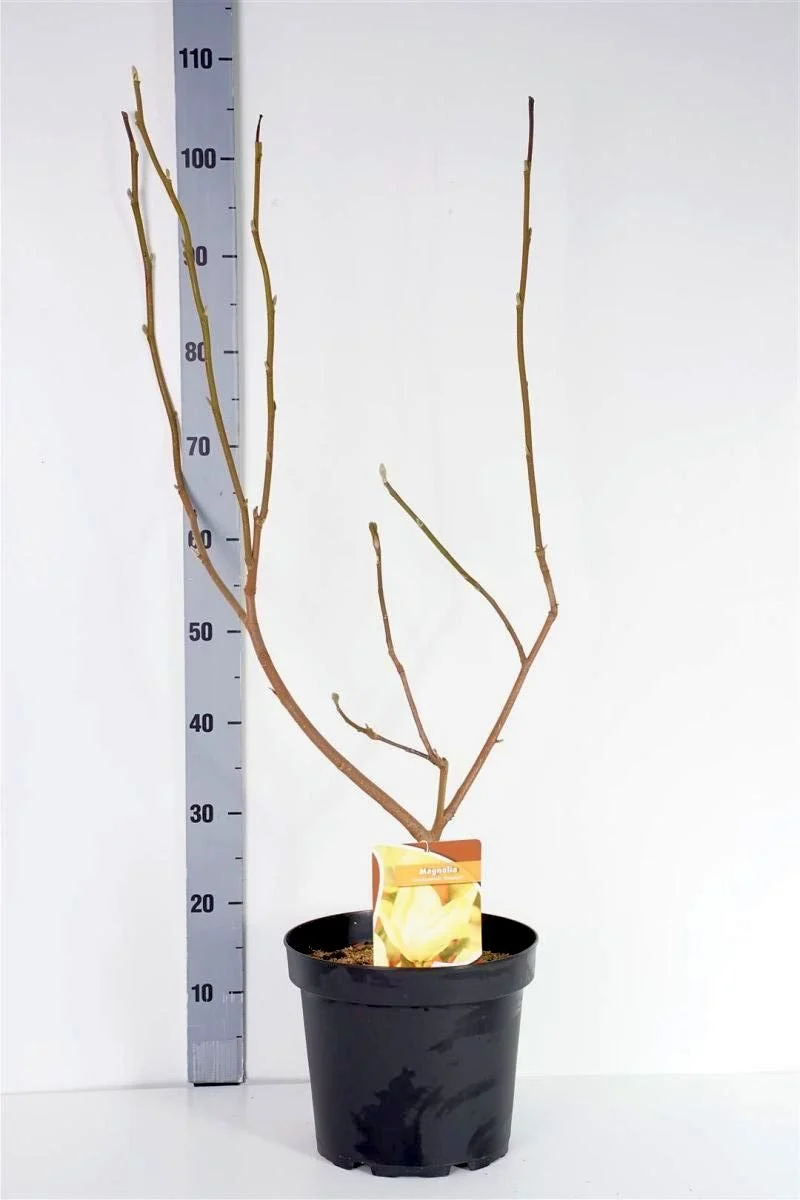 Magnolia brookl. 'Elizabeth' C7,5 (7,5 liters kruka) 80-100 cm