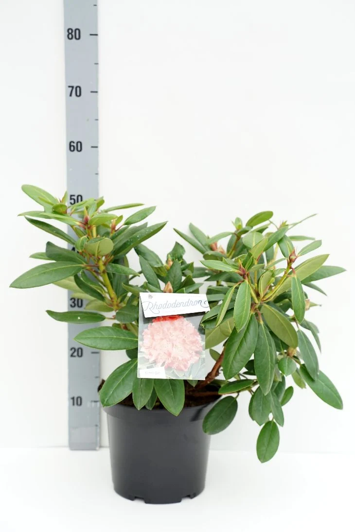 Rhododendron 'Virginia Richards' C5 (5 liters kruka) 30-40 cm