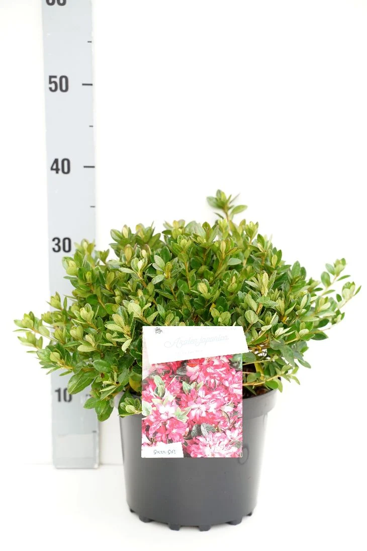 Rhododendron (AJ) 'Izumi-no-mai' C5 (5 liters kruka) 25-30 cm