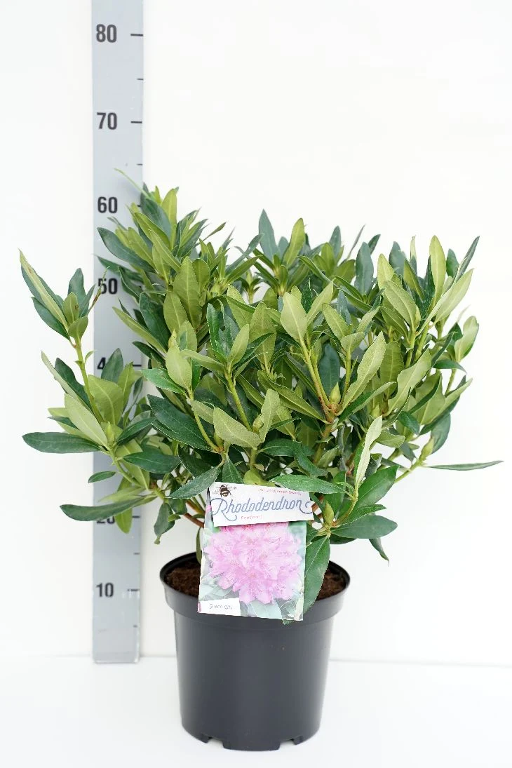 Rhododendron ponticum C5 (5 liters kruka) 30-40 cm
